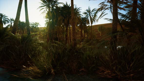 Palm Trees in Sahara Desert alt