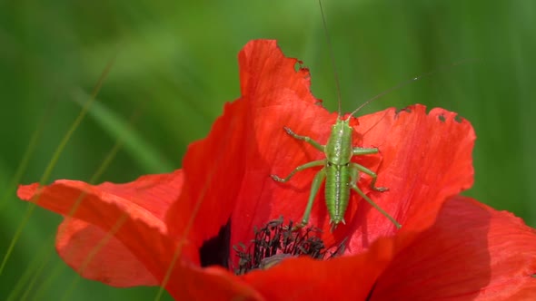 Macro shot of green grasshopper resting in red vibrant flower during sunlight