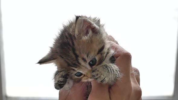 Hand Of Asian Woman Holding And Playing With Kitten
