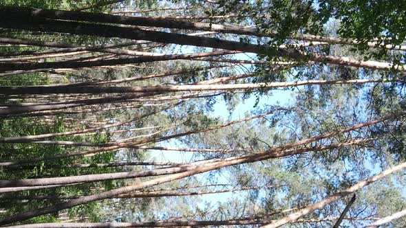 Vertical Video of Forest Landscape in Summer Slow Motion