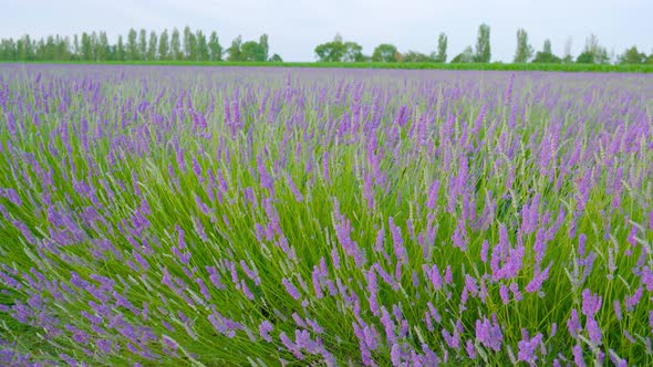 Purple Lavender Among Green Grass