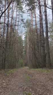 Vertical Video of a Road in the Forest Slow Motion