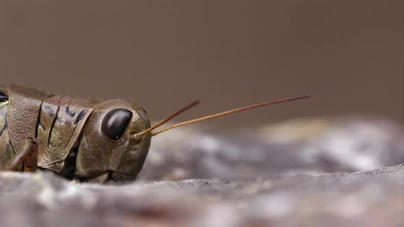 Macro shot of a grasshopper crawling into frame.