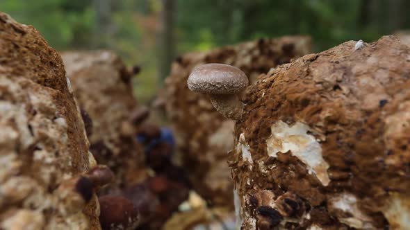 Brown Mushroom Shiitake Growing Outdoors