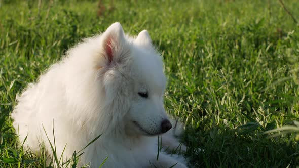 A beautiful white Samoyed dog lies on the green grass. Dog at sunset. Samoyed Laika close-up.