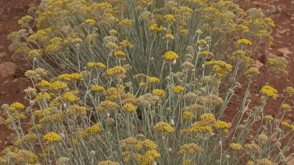 Helichrysum Italicum or curry plant yellow blossom flower, medicine herb agriculture cultivation