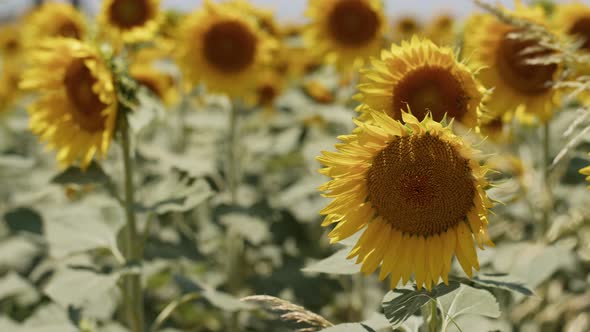 Beautiful Natural Plant Sunflower In Sunflower Field In Sunny Day 30