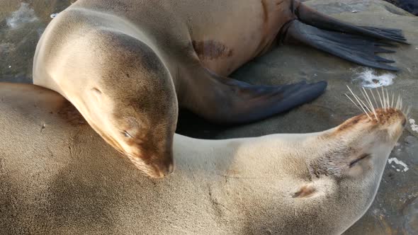 Cute Baby Cub, Sweet Sea Lion Pup and Mother. Funny Lazy Seals, Ocean Beach Wildlife, La Jolla, San