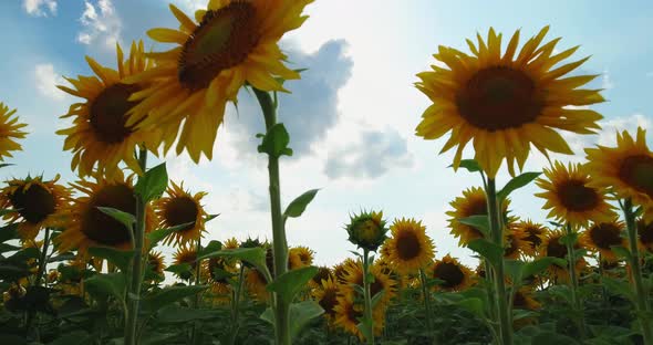 Sunflower Farm Field Against the Background of Clouds