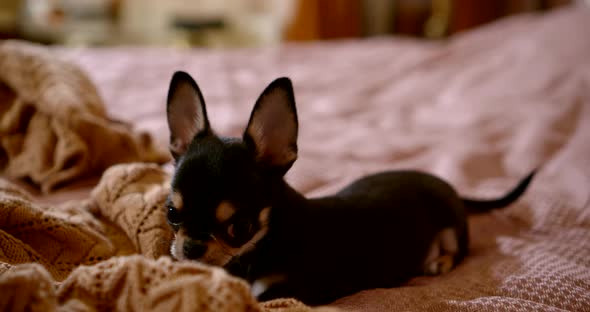 Close-up Miniature Chihuahua Dog Is on a Large Bed, Buries His Nose in the Blanket