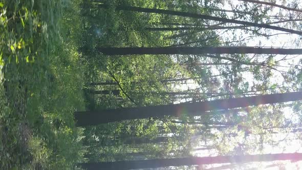 Vertical Video Aerial View Inside a Green Forest with Trees in Summer