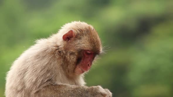 Japanese Macaque (Snow Monkey)