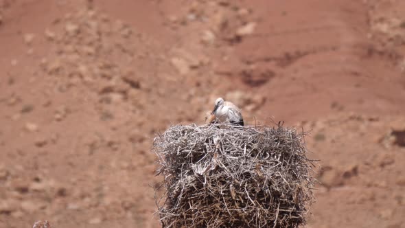 Storks on a nest