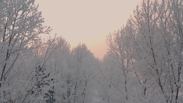 Krasnoyarsk central park Winter grove Frosty trees Sunset Sunrise Winter Forest Krasnoyarsk