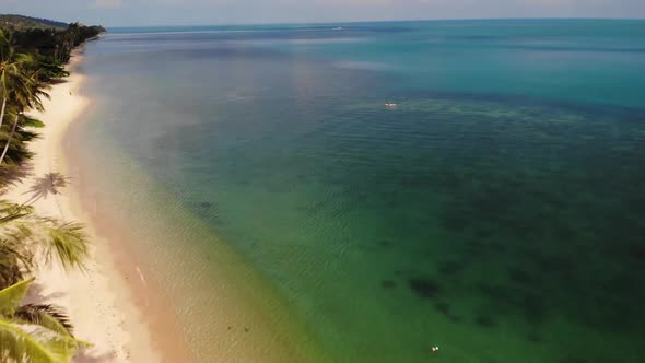 Palms on Beach Near Blue Sea. Drone View of Tropical Coconut Palms Growing on Sandy Shore