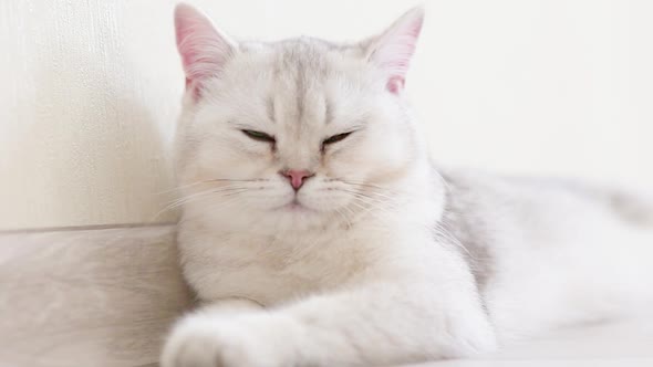 Close Up Luxurious White and Gray British Cat Lies on the Floor in the Light Interior