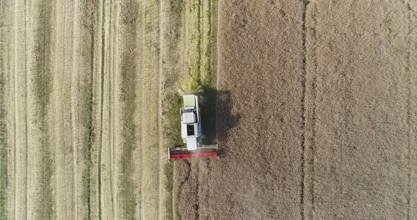 Combine Harvester Harvesting Rapeseed Field. Agriculture, Farmer Harvesting Oilseed Rape Field