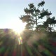 Tree and Sunlights - VideoHive Item for Sale