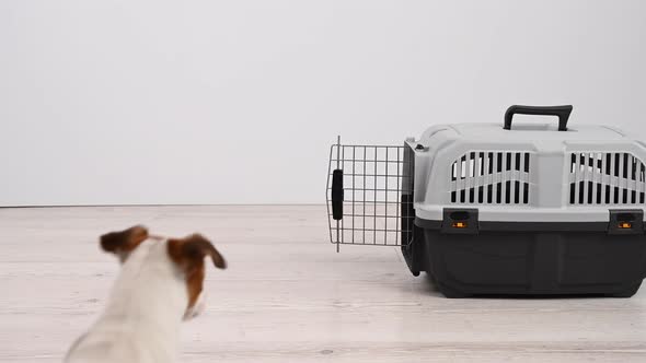 Jack Russell Terrier Dog Enters the Transport Cage