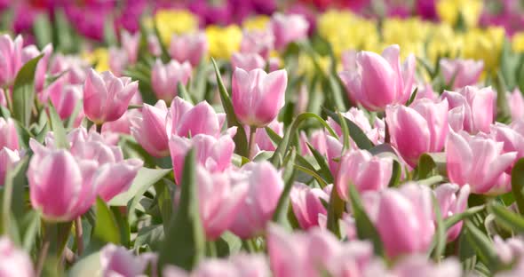 Colorful Tulip flower farm