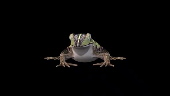 Frog İdle Front View
