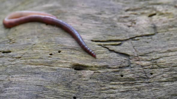 Earthworm in the Forest on a Tree Log. Long Worm Wriggles and Crawls.