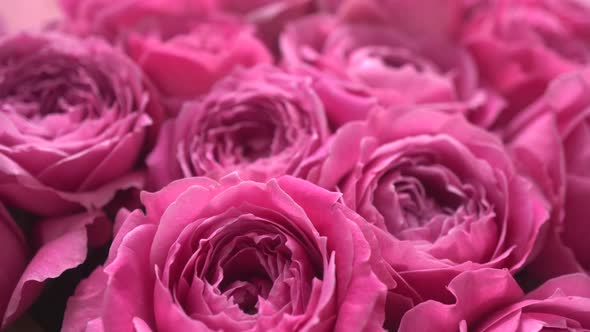 Bouquet Of Peonies Slider Shot