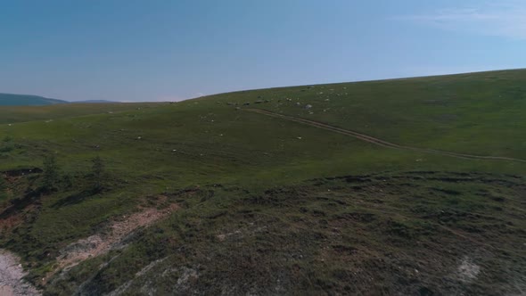 Aerial Drone Shot Flying Over a Flock of Sheep Walking on the Grass. Cloudy Day, Low Altitude Flight