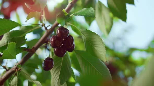 Fresh Red Cherry Tree Growing in Natural Green Farm Sunny Summer Day Closeup