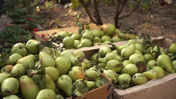 Pear Picking