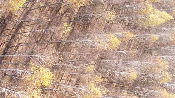 Vertical Video Autumn Forest with Trees in Ukraine Slow Motion