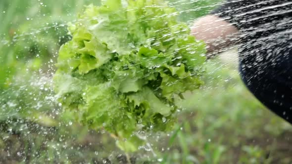 Male Hand Holds Bunch of Fresh Green Salad and Pours It with Stream of Water From Shower Faucet