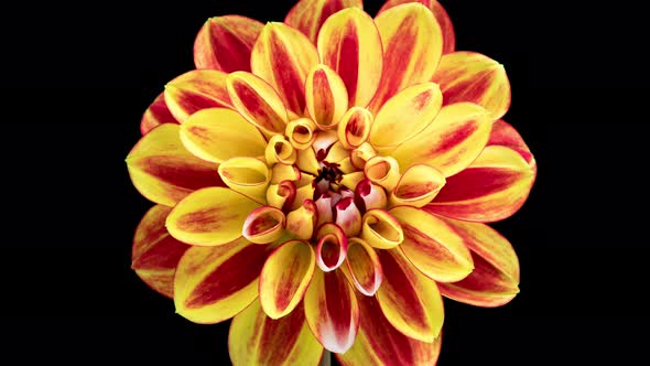 Time Lapse of Blooming Red Yellow Dahlia