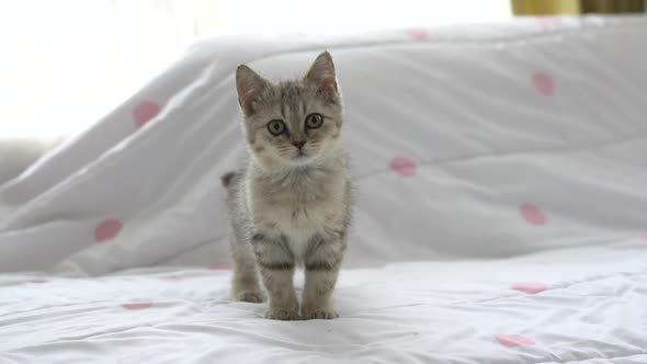 Close Up Kitten Walking On A Bed