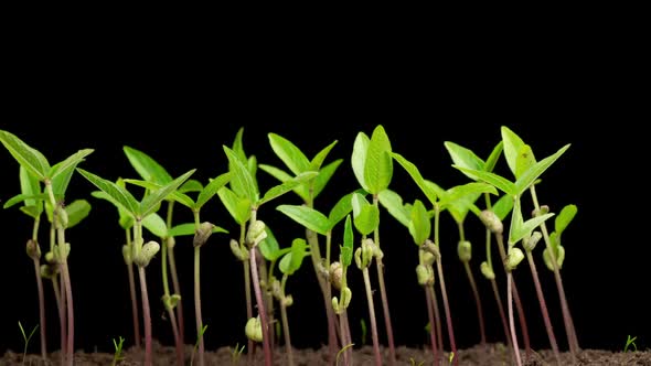 Time Lapse of Growth Mung Bean Plants