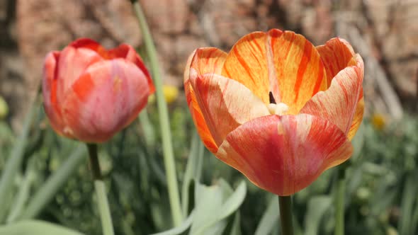 Lily family Tulipa gesneriana  flower bulbs natural background  4K 2160 30fps UltraHD footage - Shal