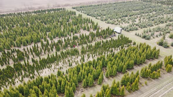 Aerial View Growing Conifers on a Large Scale