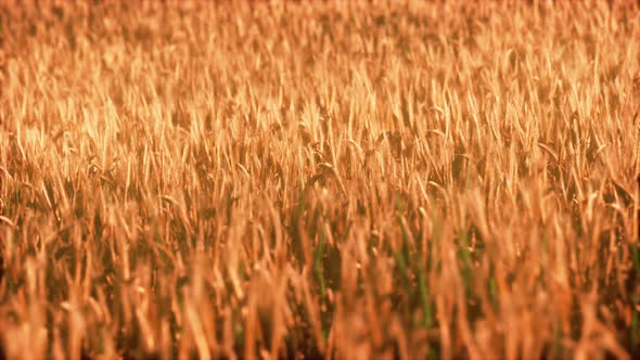 the Field of Ripe Rye at Sunset