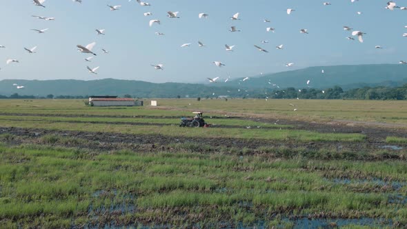 Herons flying and Truck Working Rice Field