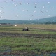 Herons flying and Truck Working Rice Field - VideoHive Item for Sale