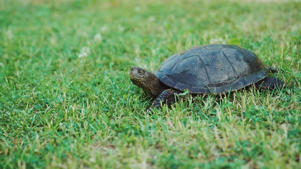 Turtle Crawling on the Ground Among the Plant