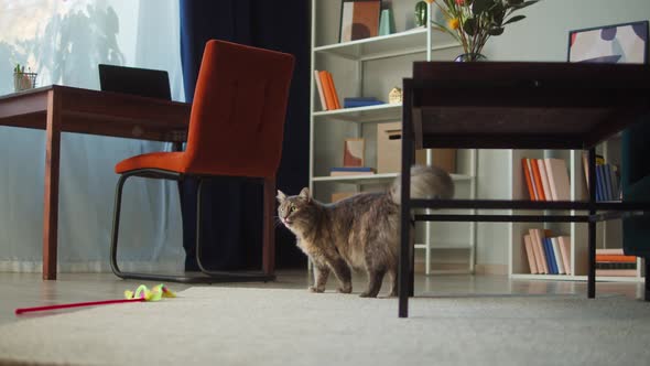 Cat Walking in Living Room