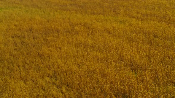 View of Cereals Field to Horizon