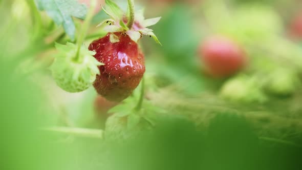 Red and Ripe Strawberry Fruit Hanging on a Bush While Growing in the Garden