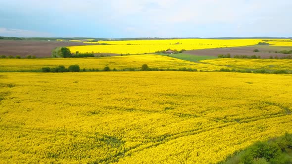 Aerial Drone View of Green Agricultural Field in the Countryside of Ukraine