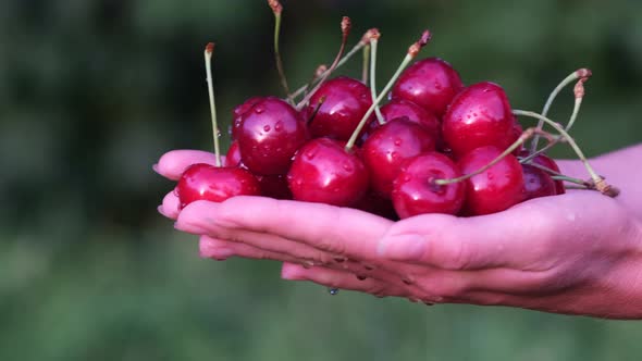 Red Cherry Berries Close Up in the Hands of a Female Farmer