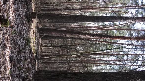 Vertical Video of Beautiful Forest Landscape