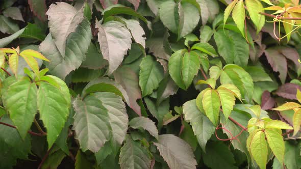 Green Leaves Plants Slider Shot