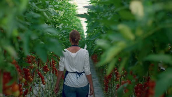 Farmers Inspecting Tomatoes Plantation Vegetables in Modern Agronomy Greenhouse