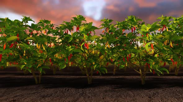 Peppers In A Field And Sunset Sky